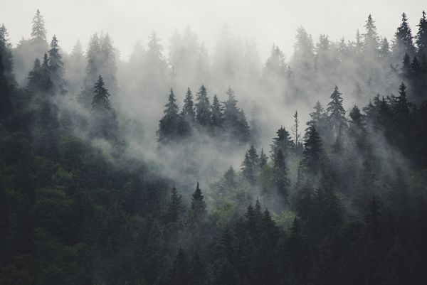 چشم انداز مه آلود با جنگل های صنوبر به سبک یکپارچهسازی با سیستمعامل hipster
