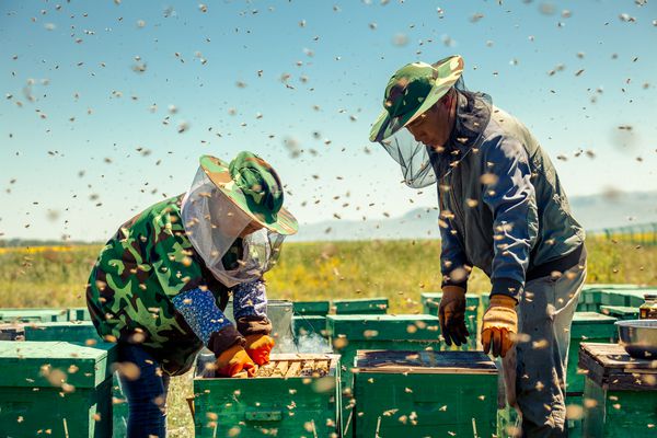 زنبورداران عسل جمع می کنند
