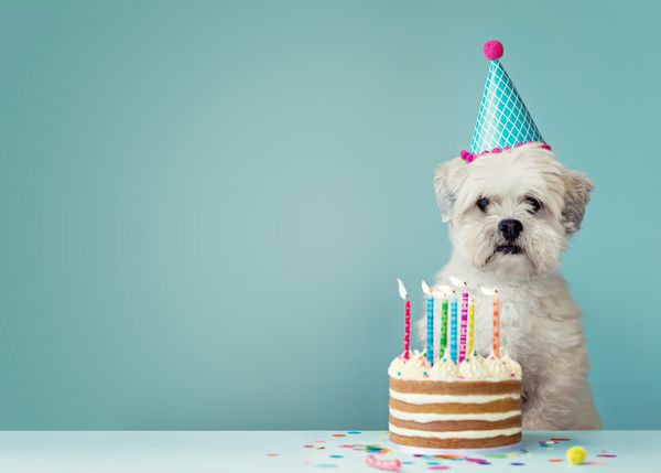 سگ ناز با کلاه مهمانی و کیک تولد