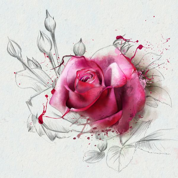 گل رز آبرنگ قرمز با لکه های رنگ آبرنگ یک عنصر طرح است هنر معاصر