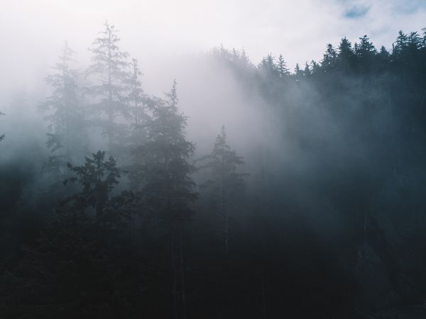 صبحگاه آرام و آرام در جنگل مه آلود