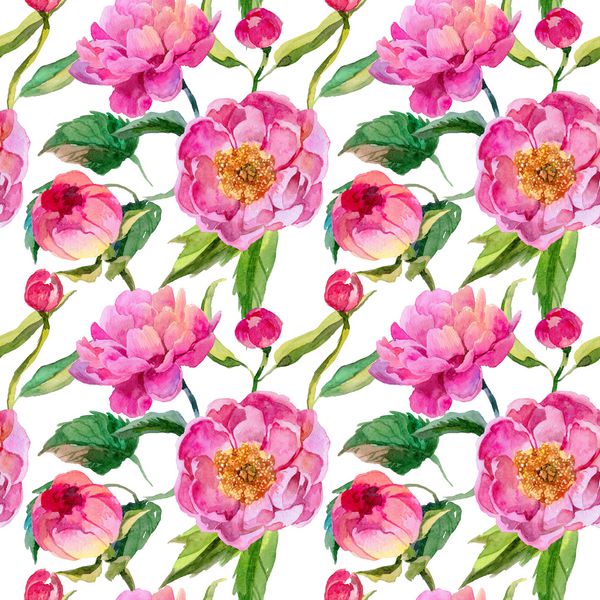 الگوی گل peonies گل گل وحشی به سبک آبرنگ نام کامل گیاه گل صد تومانی گل وحشی Aquarelle برای پس زمینه بافت الگوی بسته بندی قاب یا حاشیه