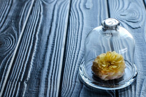 گل رز زیر کاپوت شیشه ای حفظ طراوت روغن گل معطر ذخیره سازی دقیق تمرکز انتخابی زمینه تخته های خاکستری-آبی مکان برای متن