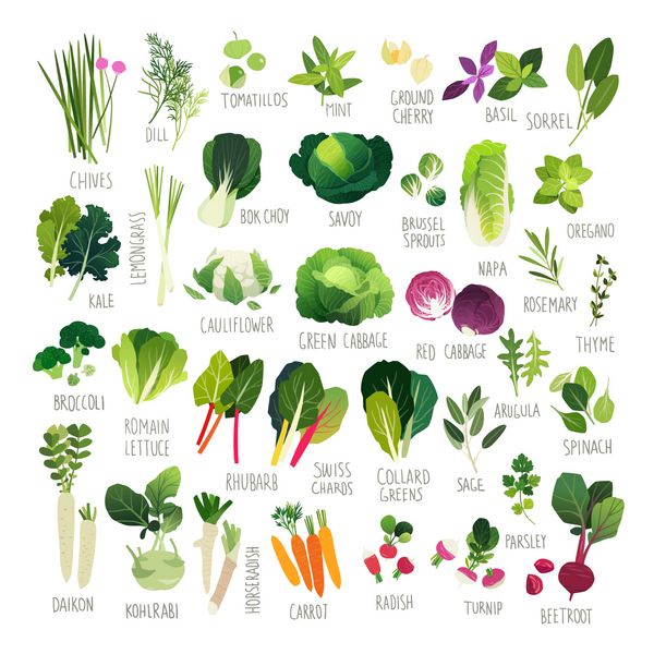 مجموعه کلیپ های هنری بزرگ با انواع مختلف سبزیجات و گیاهان دارویی مشترک