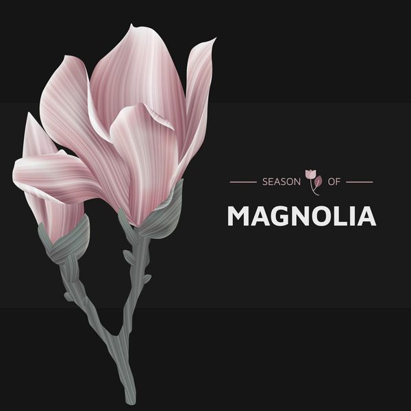 گلهای مینولیا صورتی پرنعمت برای دکوراسیون طراحی کارت آثار هنری قالب