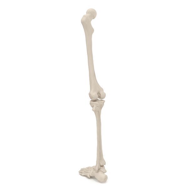 استخوان های اسکلت ساق پا بر روی رنگ سفید تصویر سه بعدی