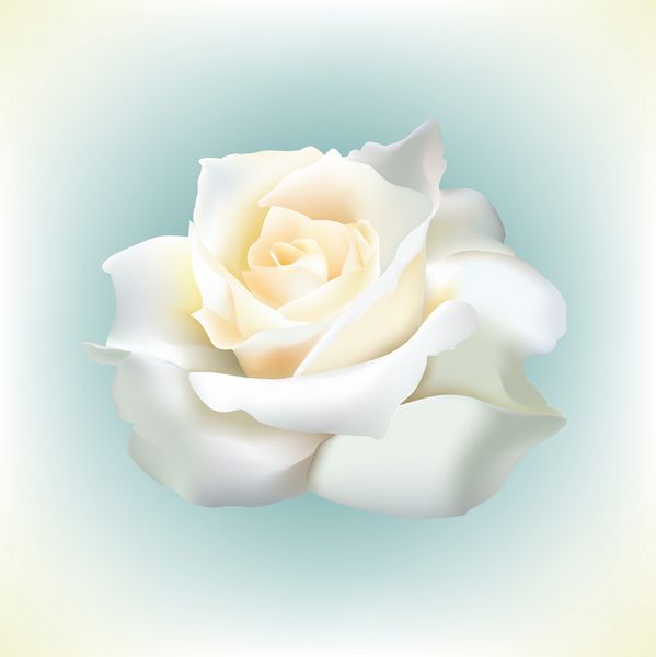 بردار تک سفید زیبا گل رز