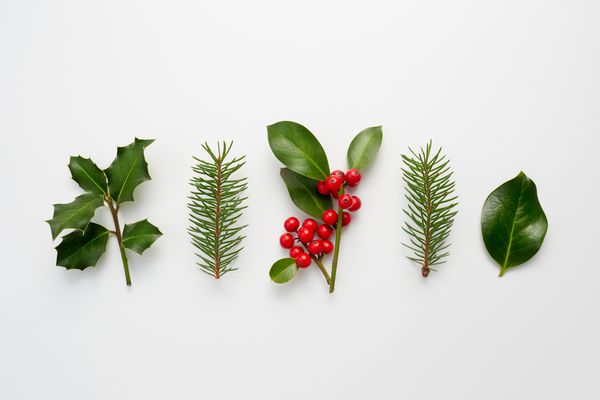 مجموعه گیاهان تزئینی کریسمس با برگهای سبز و انواع توت های هلی