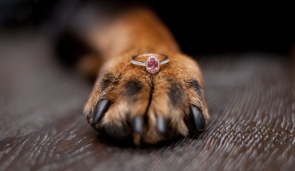 پنجه سگ با حلقه نامزدی یاقوت کبود صورتی کلگری آلبرتا کانادا