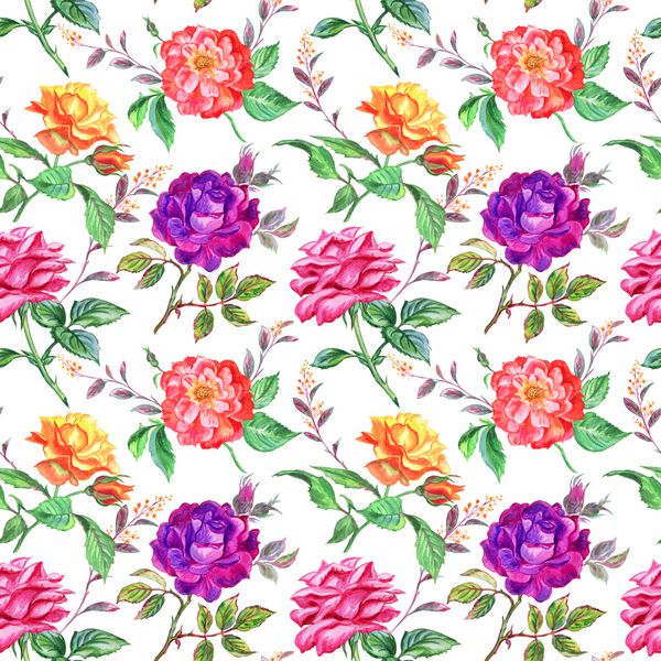 الگوی یکپارچه از گل رزهای چند رنگ و شاخه های روی یک پس زمینه سفید طراحی آبرنگ