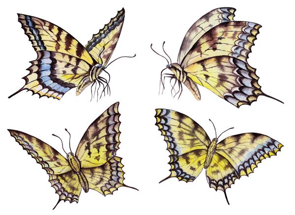مجموعه ای از پروانه های آبرنگ تصویر کشیده شده از حشرات جدا شده بر روی زمینه سفید