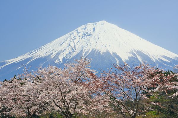 شکوفه های گیلاس در شکوفه های کامل و کوهستان فوجی
