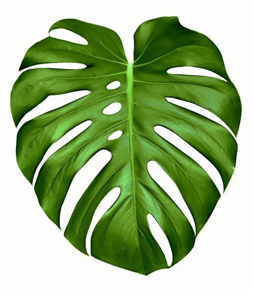 برگ سبز بزرگ گیاه Monstera جدا شده بر روی سفید