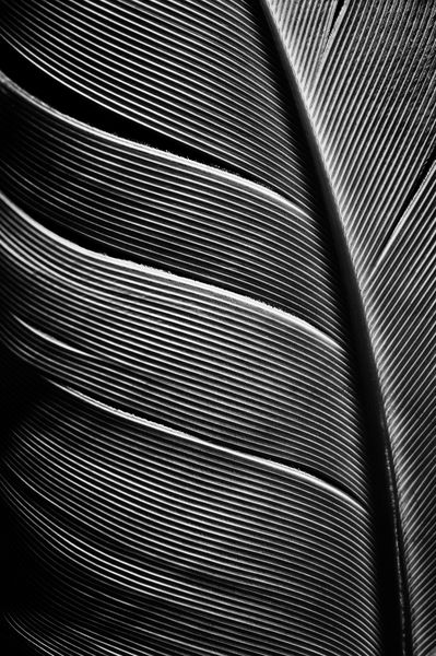 تصویر سیاه و سفید از یک قطعه پرهای پرنده کلوزآپ