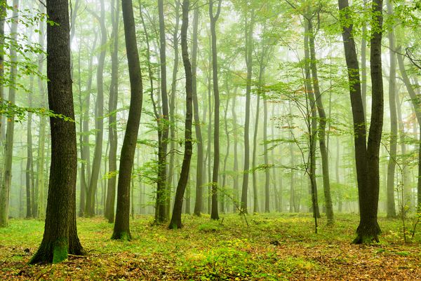 جنگل طبیعی مه آلود درختان بلوط و راش