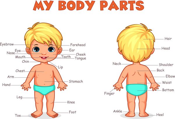 قسمت های بدن من تصویر پسران برای بچه ها