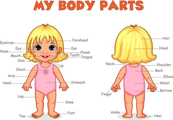 قطعات بدن بدن من تصویر دختر برای بچه ها