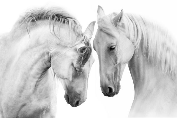 زن و شوهر از اسب های زیبا سفید جدا شده در پس زمینه سفید تصویر با کلید بالا