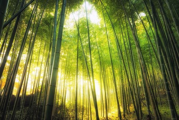 پس زمینه طبیعت درخت جنگل بامبو عرفانی سبز با شعله آفتاب در آراشیاما ژاپن