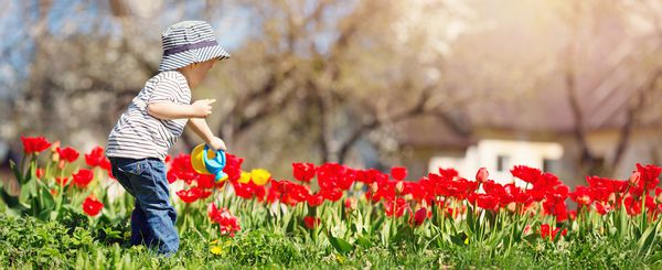 کودک کوچک لاله های آبیاری روی تخت گل در روز زیبا بهار پسر بچه در فضای باز در باغ