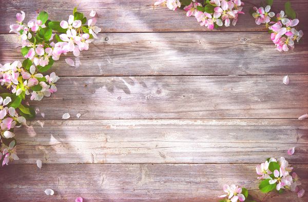شاخه های شکوفه بهاری بر روی زمینه چوبی شکوفه های سیب