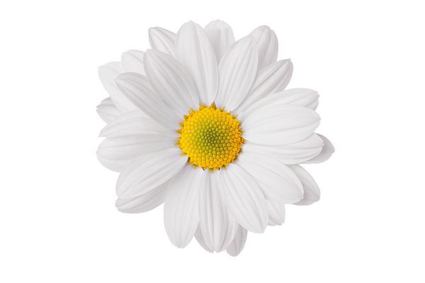 گل بابونه زیبا و لطیف بر روی زمینه سفید