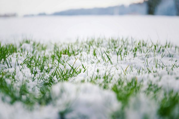 چمن سبز مایل به سبز فیلتر شده در حال رشد از طریق برف در زمین گلف در زمستان با بوته ای در پس زمینه نمای زاویه کم فضای کپی سلام بهار مفهوم زمستان خداحافظی