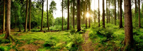 طلوع آفتاب در یک جنگل زیبا در آلمان