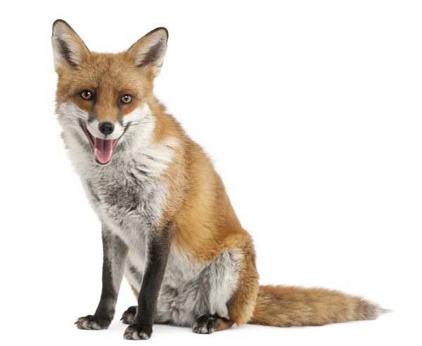 Red Fox vulpes Vulpes 4 ساله جلوی پیش زمینه سفید