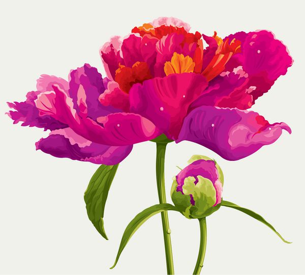 گل گل صد تومانی لوکس و جوانه ای که به رنگهای روشن تزئین شده است