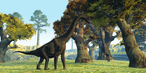 Brachiosaurus دو دایناسور Brachiosaurus در دوران پیش از تاریخ در میان درختان بزرگ قدم می زنند