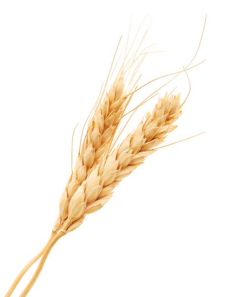 دو دانه گندم سفید جدا شده