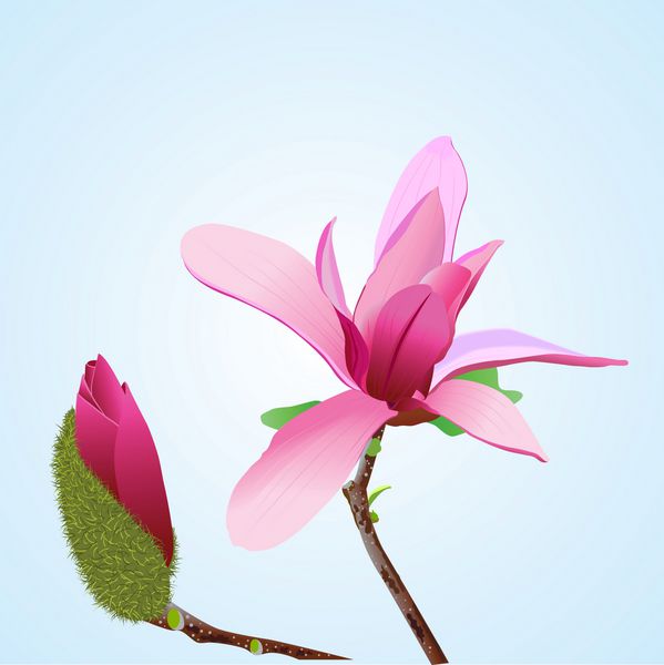 یک تصویر برداری واقع گرایانه از گل و جوانه ماگنولیا