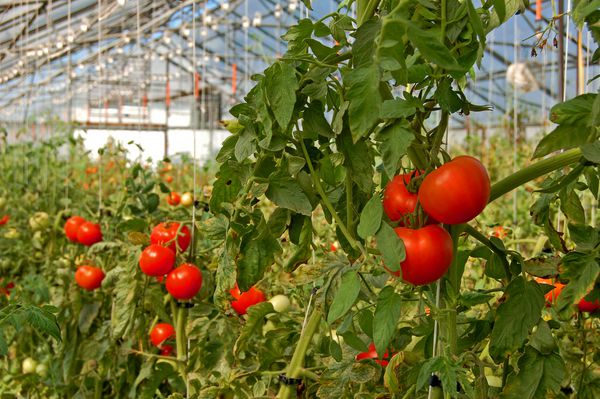 گوجه فرنگی در گلخانه در حال رشد است