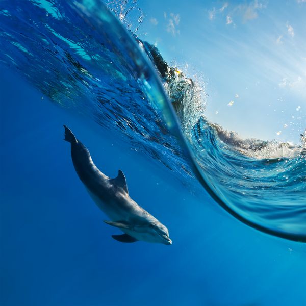 مناظر دریایی گرمسیری با سطح موج موج و دلفین شنا در زیر آب