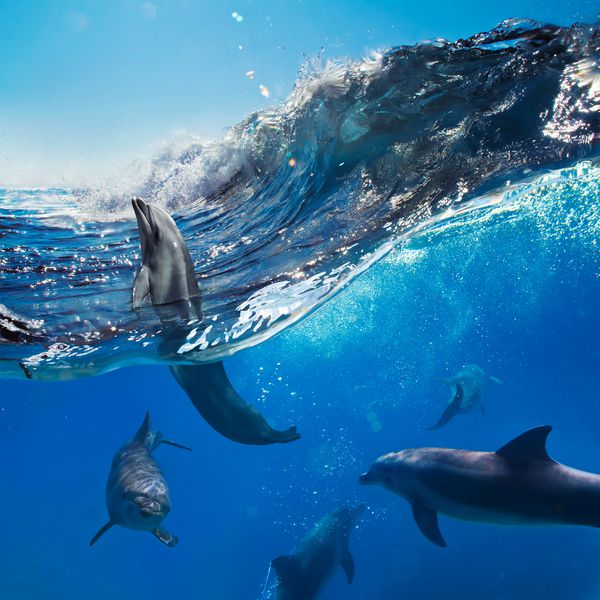 اقیانوس با نور خورشید گله ای از دلفین های بازیگوش که در زیر آب شنا می کنند و یکی از آنها از موج گشت و گذار در دریا بزرگ بیرون می رود
