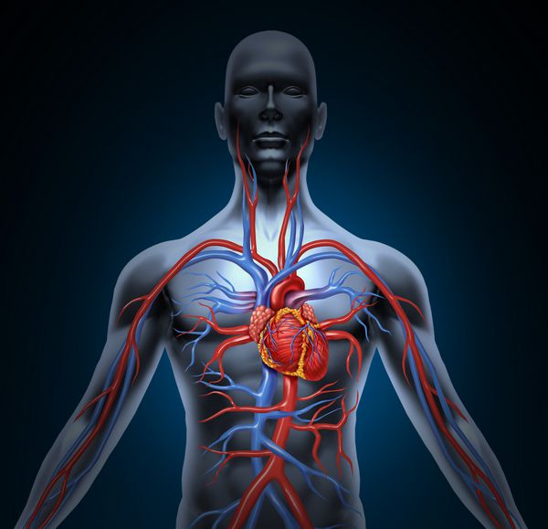 سیستم قلبی عروقی گردش خون انسان با آناتومی قلب از بدن سالم با پس زمینه درخشان سیاه و سفید به عنوان نماد مراقبت های پزشکی پزشکی از اندام عروقی داخلی به عنوان نمودار پزشکی