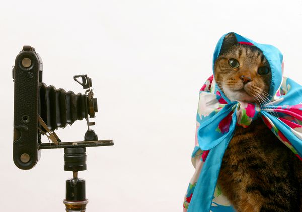 گربه و دوربین