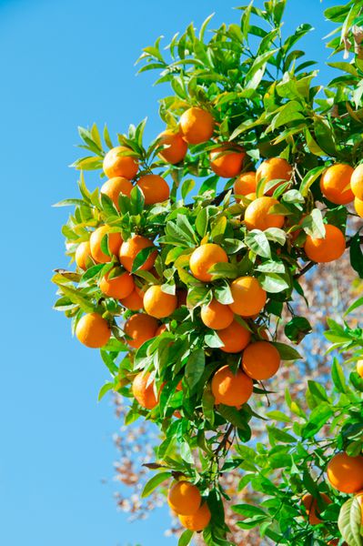 شاخه هایی با میوه درختان نارنگی سویا اسپانیا
