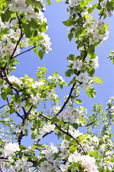 شاخه های درخت سیب شکوفه سفید در پس زمینه آسمان آبی زمینه زیبایی بهار طبیعی