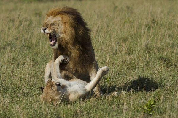 عکس تیراندازی از شیرها در مخزن ماسای مارا در کنیا