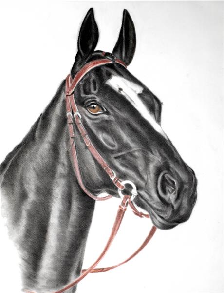 اسب نقاشی سیاه و سفید اسب نیمرخ