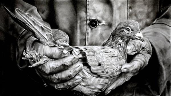 کبوتر نقاشی سیاه و سفید دستان پیر و کبوتر