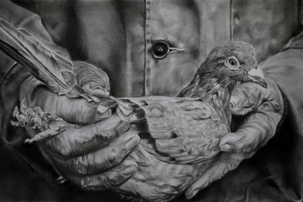 کبوتر نقاشی سیاه و سفید کبوتر در دستان پیر