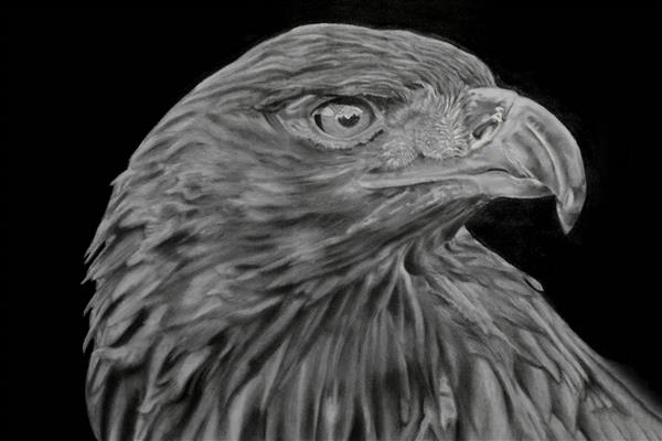بلند پرواز نقاشی سیاه و سفید عقاب