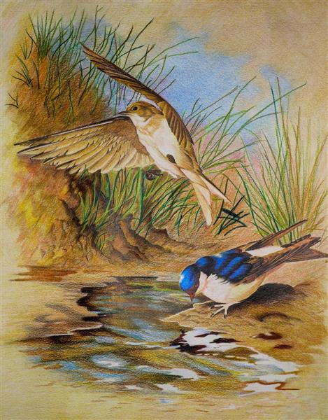 نقاشی زیبا از پرندگان