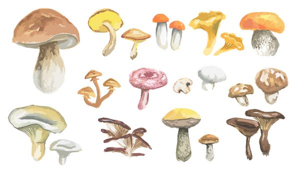 مجموعه قارچ های آبرنگ غذای سالم مفهوم طبیعت پاییزی قارچ خوراکی خوشمزه