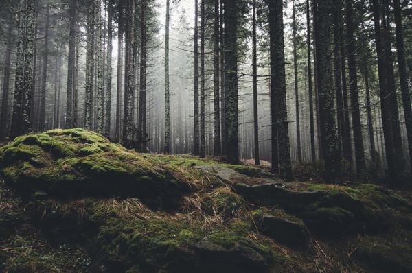 جنگل چشم انداز بیابان با درختان کاج و خزه روی صخره ها