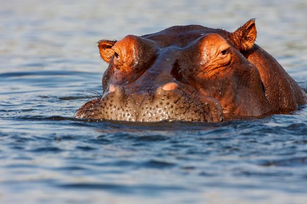 نر بالغ Hippopotamus Hippopotamus amphibius