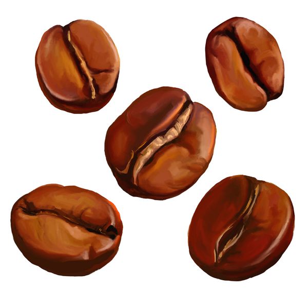 لوبیای قهوه تصویر برداری با دست آبرنگ نقاشی شده